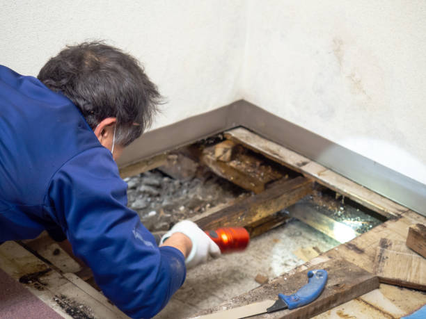 Best Mold Remediation  in Lumbine, CO