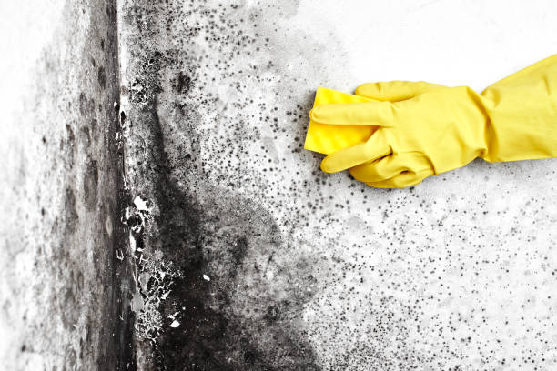 Best Certified Mold Removal  in Lumbine, CO