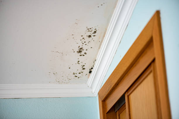 Best Mold Damage Repair  in Lumbine, CO