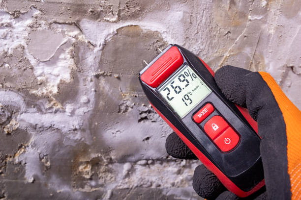 Best Certified Mold Removal  in Lumbine, CO