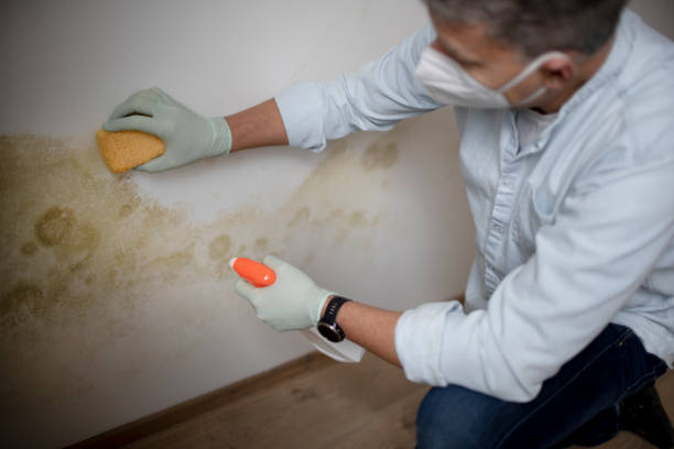 Best Attic Mold Removal  in Lumbine, CO