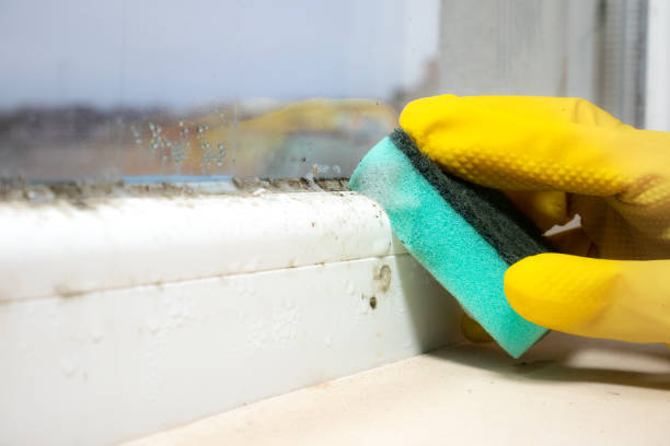 Best Office Mold Removal Services  in Lumbine, CO