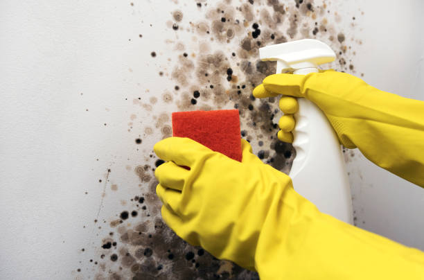 Best Office Mold Removal Services  in Lumbine, CO