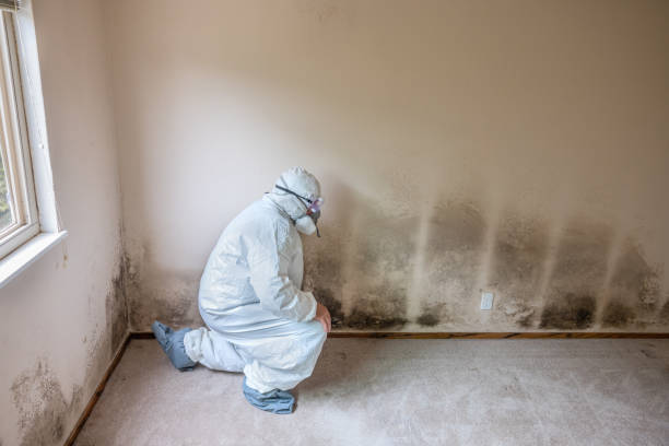 Reliable Columbine, CO Mold Removal Solutions