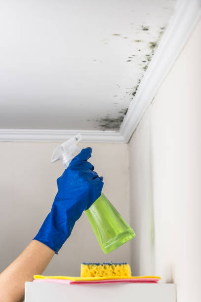Best Attic Mold Removal  in Lumbine, CO
